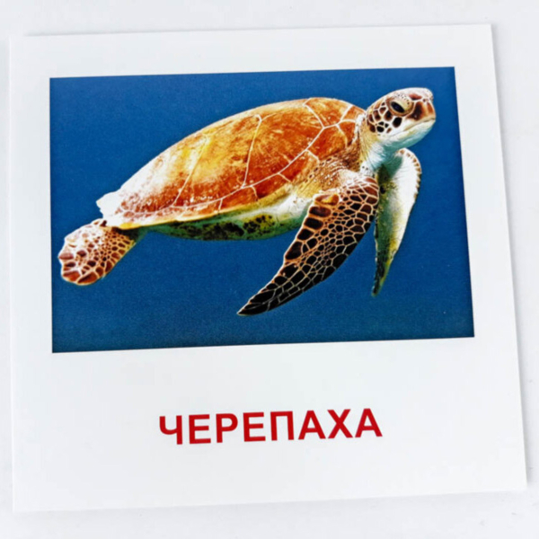 Карточки мини Зірка Морские жители 11х11 см (286286) - Pampik - 5