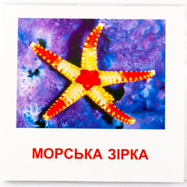 Карточки мини Зірка Морские жители 11х11 см (286286) - Pampik - 4