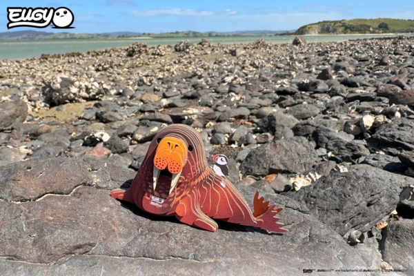 Сборная 3Д модель Eugy Зоопарк Морж (XEG-107) - Pampik - 11