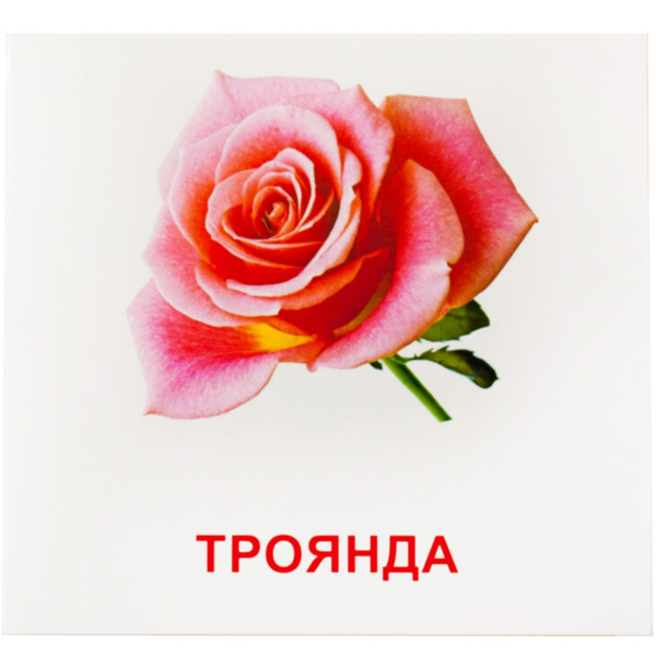 Карточки мини Зірка Квіти 11х11 см - Pampik - 4