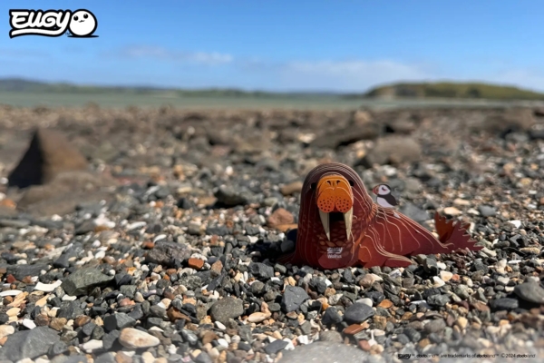 Сборная 3Д модель Eugy Зоопарк Морж (XEG-107) - Pampik - 9