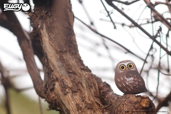 Сборная 3Д модель Eugy Зоопарк Сова (XEG-044) - Pampik - 11
