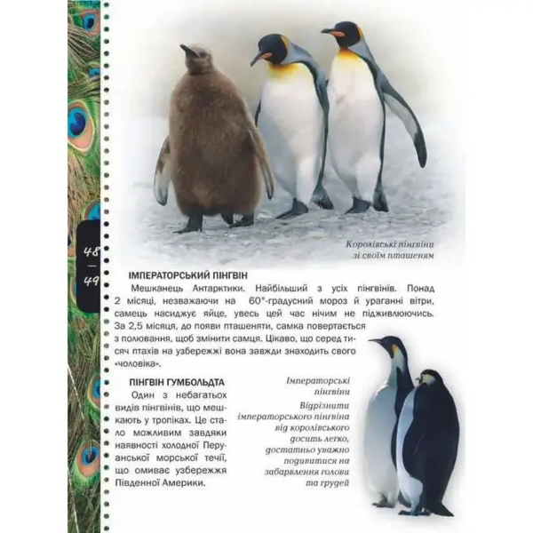 Енциклопедія для допитливих Талант Тварини - Жабська Т. З. - Pampik - 4