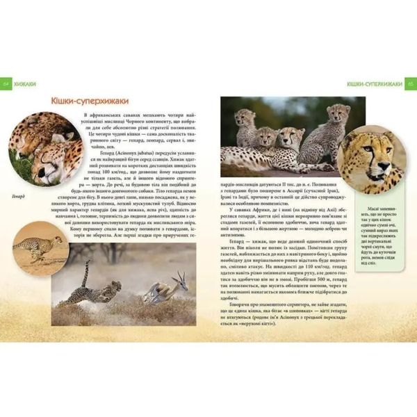 Енциклопедія для допитливих Талант Хижаки - Гапченко О. В. (9789669355874) - Pampik - 3