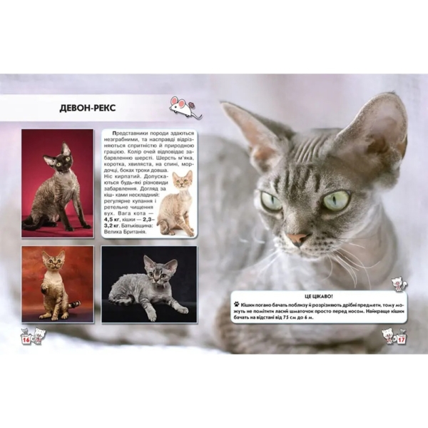 Фотоенциклопедія Світ навколо нас. Кішки (F00021091) - Pampik - 2