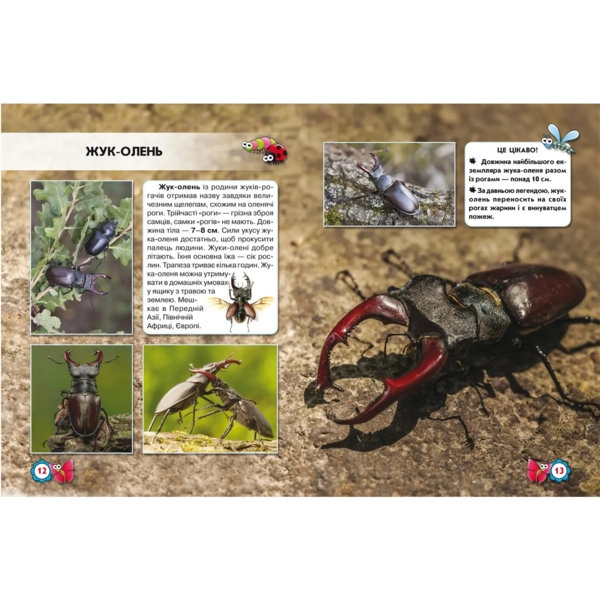 Фотоенциклопедія Світ навколо нас. Комахи (F00020900) - Pampik - 3