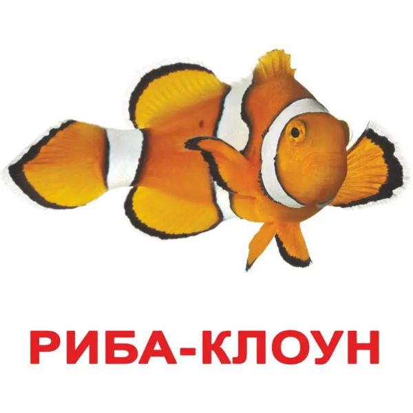 Картки Домана Вундеркінд з пелюшок Мешканці водойм, 20 карток, укр. мова (2100064096518) - Pampik - 2