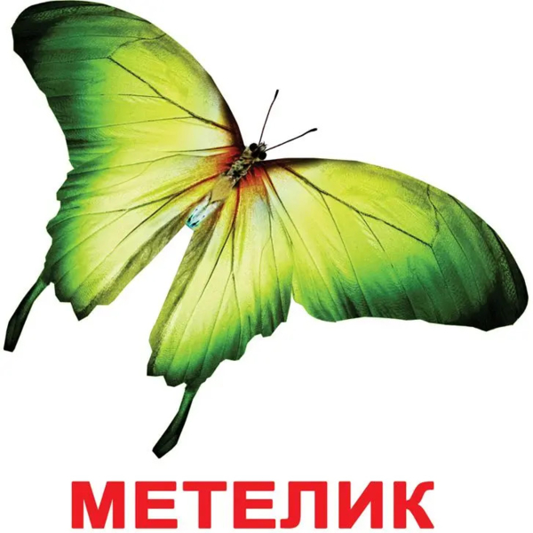 Карточки Домана Вундеркинд с пеленок Насекомые, 20 карточек, укр. язык (2100064096525) - Pampik