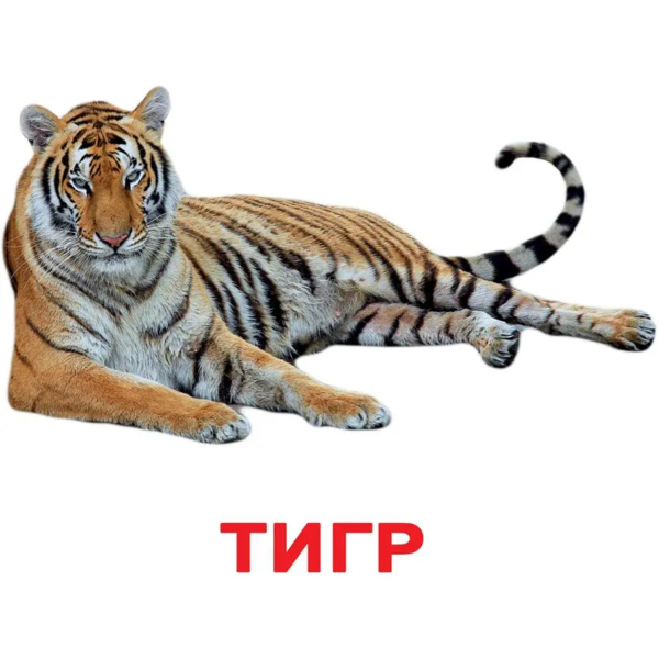 Карточки Домана Вундеркинд с пеленок Дикие животные, 20 карточек, укр. язык (2100064095207) - Pampik - 3