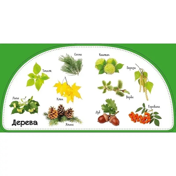 50 перших слів. Дивимось і запам'ятовуємо. Рослини - Жученко М.С. - Pampik - 3