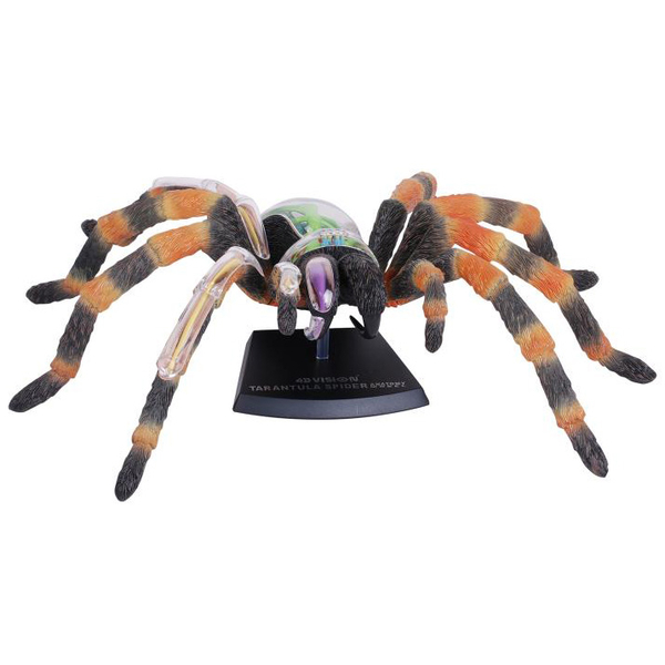 Объемная модель 4D Master Паук Тарантул, 33 детали (FM-622032) - Pampik - 2