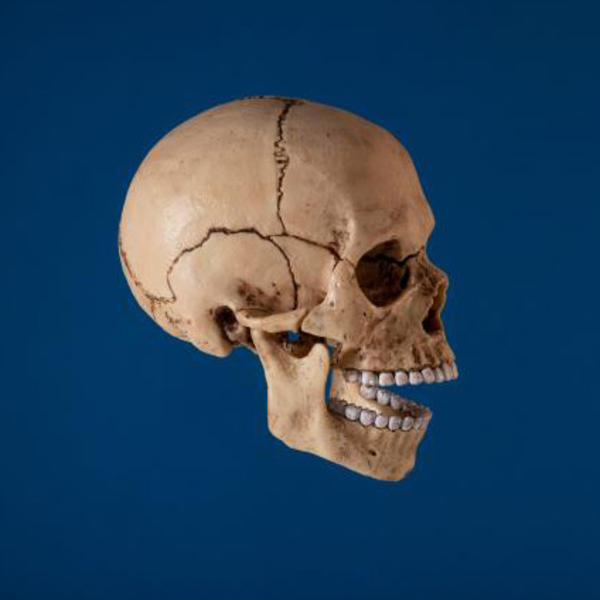 Об'ємна модель 4D Master Череп людини, 17 деталей (FM-626111) - Pampik - 10