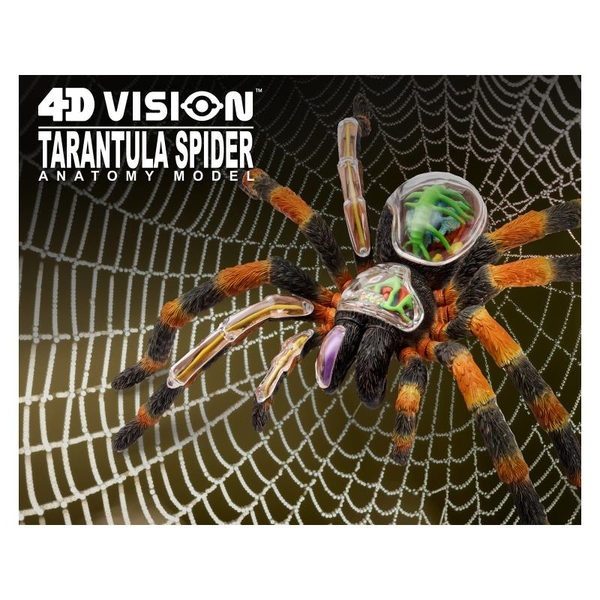 Объемная модель 4D Master Паук Тарантул, 33 детали (FM-622032) - Pampik - 14