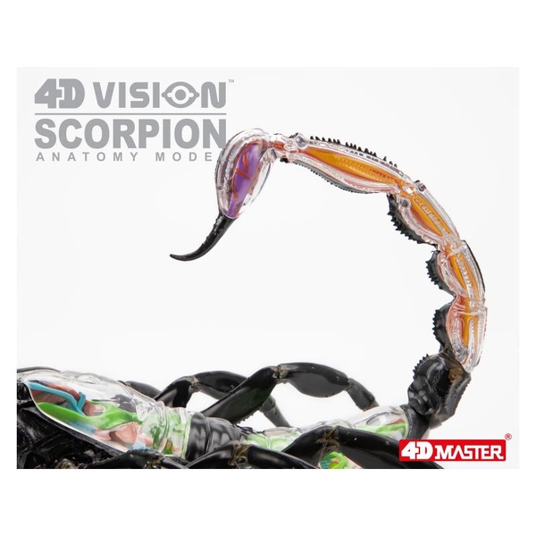 Объемная модель 4D Master Скорпион, 29 деталей (FM-622033) - Pampik - 13