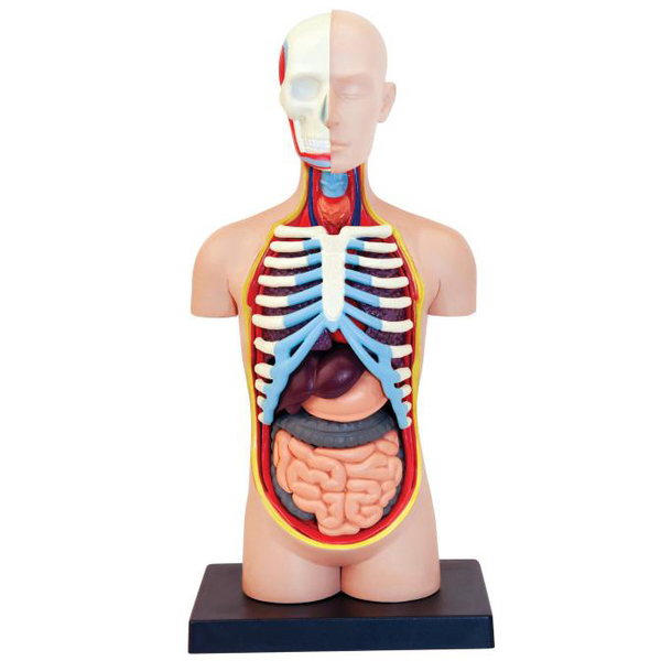 Об'ємна модель 4D Master Тулуб людини, 32 деталі (FM-626003) - Pampik - 3