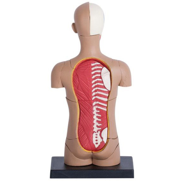 Об'ємна модель 4D Master Тулуб людини, 32 деталі (FM-626003) - Pampik - 5
