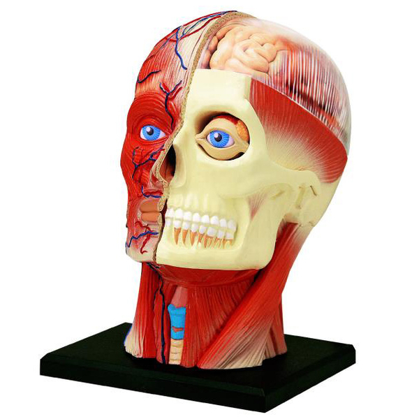 Об'ємна анатомічна модель 4D Master Голова людини, 14 деталей (FM-626103) - Pampik - 2