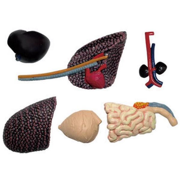 Об'ємна модель 4D Master Стегозавр, 39 деталей (FM-622016) - Pampik - 13