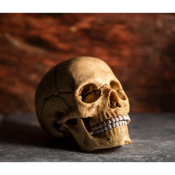 Об'ємна модель 4D Master Череп людини, 17 деталей (FM-626111) - Pampik - 8