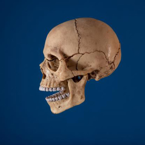 Об'ємна модель 4D Master Череп людини, 17 деталей (FM-626111) - Pampik - 11