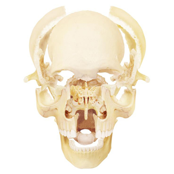Об'ємна модель 4D Master Череп людини, 17 деталей (FM-626111) - Pampik - 4