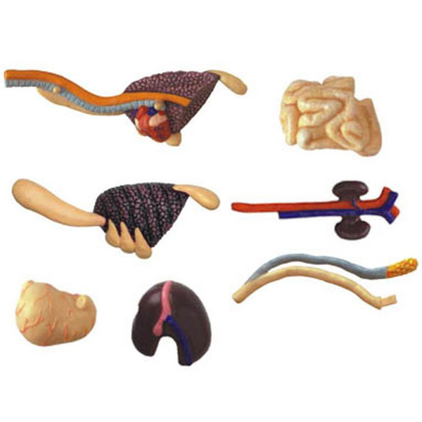 Об'ємна модель 4D Master Тиранозавр, 36 деталей (FM-622013) - Pampik - 10