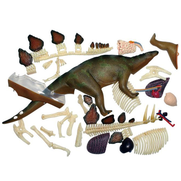 Об'ємна модель 4D Master Стегозавр, 39 деталей (FM-622016) - Pampik - 7