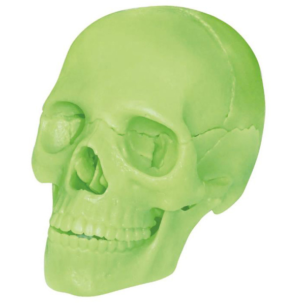 Об'ємна модель 4D Master Череп людини, що світиться, 17 деталей (FM-626113) - Pampik - 2