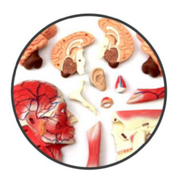 Об'ємна анатомічна модель 4D Master Голова людини, 14 деталей (FM-626103) - Pampik - 3