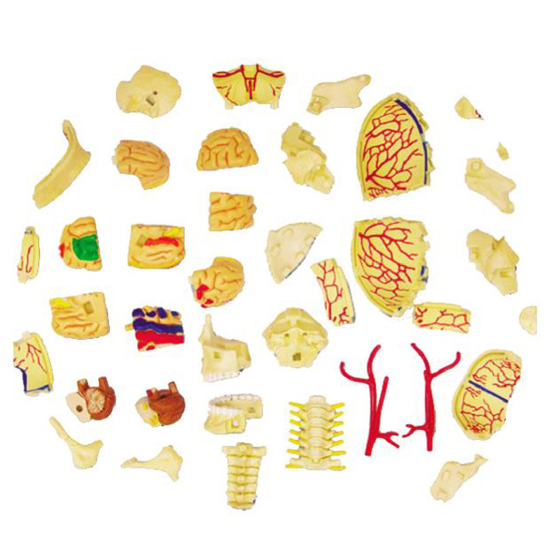 Об'ємна модель 4D Master Черепно-мозкова коробка людини, 39 деталей (FM-626005) - Pampik - 4