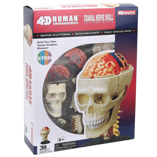 Об'ємна модель 4D Master Черепно-мозкова коробка людини, 39 деталей (FM-626005) - Pampik
