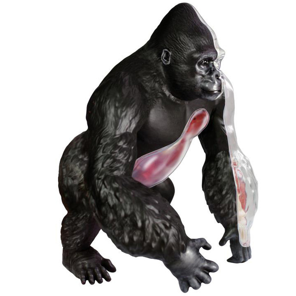 Объемная модель 4D Master Горилла, 29 деталей (FM-622012) - Pampik - 3