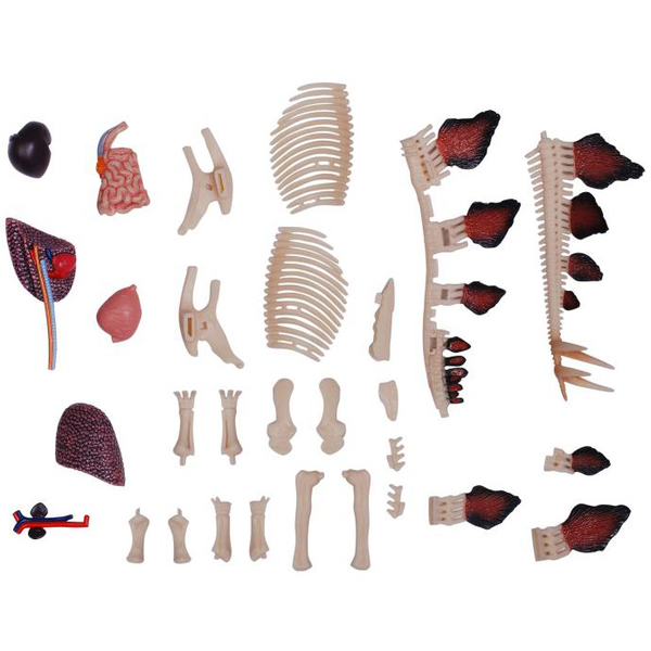 Об'ємна модель 4D Master Стегозавр, 39 деталей (FM-622016) - Pampik - 11