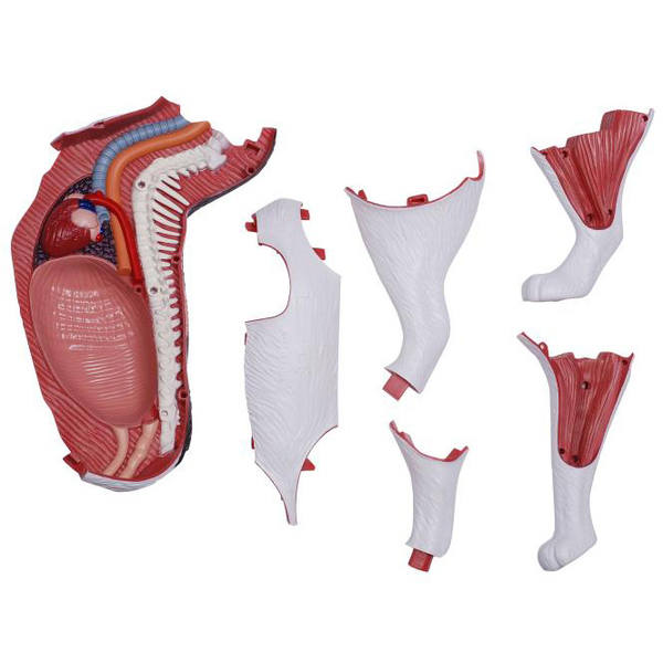 Объемная модель 4D Master Кот, 28 деталей (FM-622040) - Pampik - 5