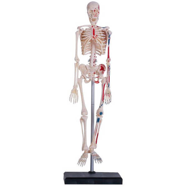 Об'ємна модель 4D Master Скелет людини, 46 деталей (FM-626011) - Pampik - 2