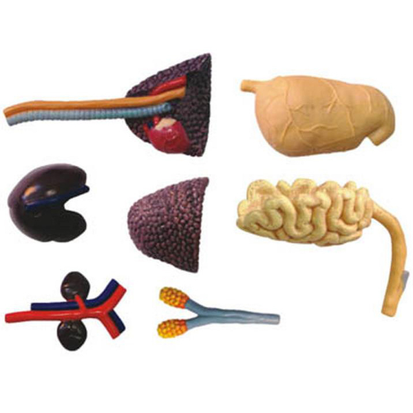 Об'ємна модель 4D Master Трицератопс, 46 деталей (FM-622014) - Pampik - 9