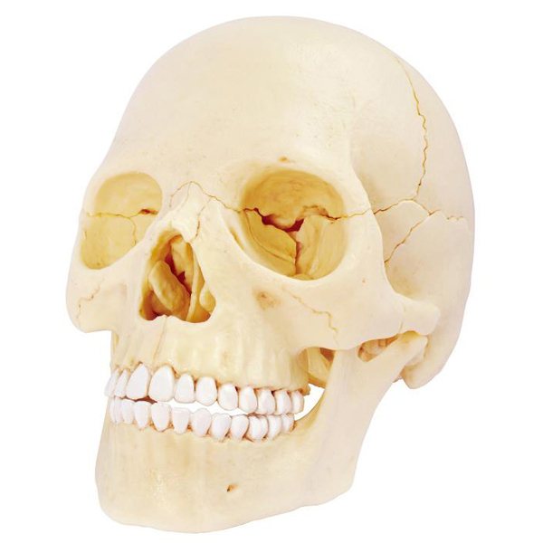 Об'ємна модель 4D Master Череп людини, 17 деталей (FM-626111) - Pampik - 2