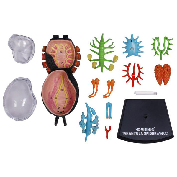 Объемная модель 4D Master Паук Тарантул, 33 детали (FM-622032) - Pampik - 11