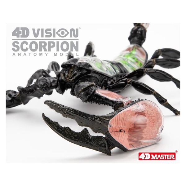 Объемная модель 4D Master Скорпион, 29 деталей (FM-622033) - Pampik - 14