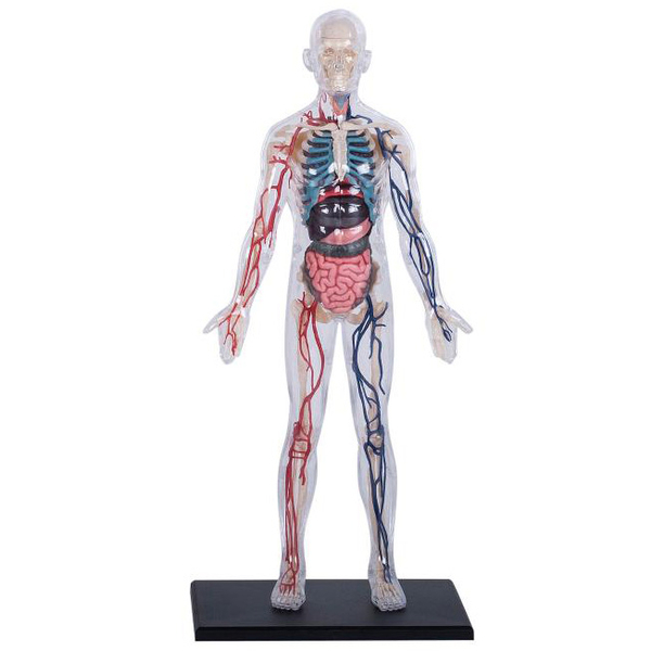 Об'ємна модель 4D Master Тіло людини, прозоре, 60 деталей (FM-626204) - Pampik - 3