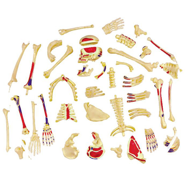 Об'ємна модель 4D Master Скелет людини, 46 деталей (FM-626011) - Pampik - 5