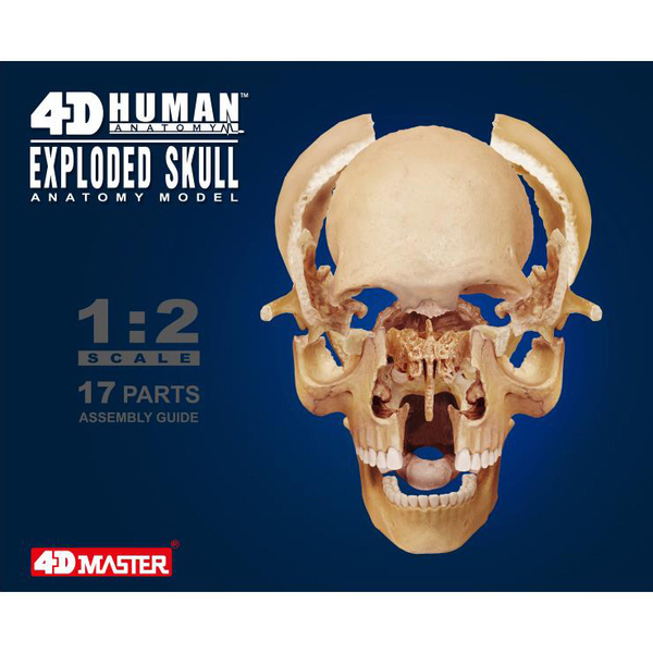 Об'ємна модель 4D Master Череп людини, 17 деталей (FM-626111) - Pampik - 12