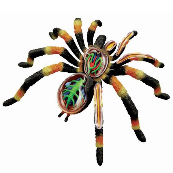 Объемная модель 4D Master Паук Тарантул, 33 детали (FM-622032) - Pampik - 8