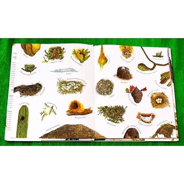 Арт-енциклопедія для дітей. Гніздо галасливе - Астон Гуттс Діанна - Pampik - 5