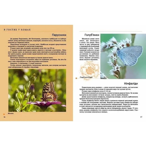 Енциклопедія для допитливих. Комахи та інші - Жабська Т. С. - Pampik - 5