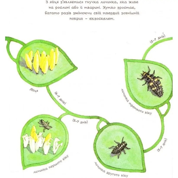 Арт-енциклопедія для дітей. Жук полохливий - Астон Гуттс Діанна - Pampik - 5