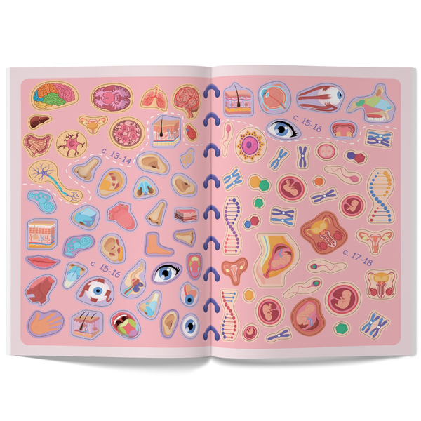 Меганаліпки. Тіло людини (F00023548) - Pampik - 6