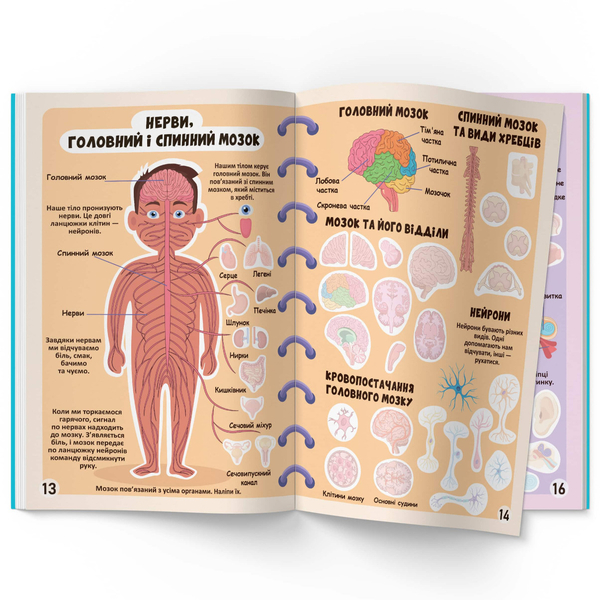 Меганаліпки. Тіло людини (F00023548) - Pampik - 3