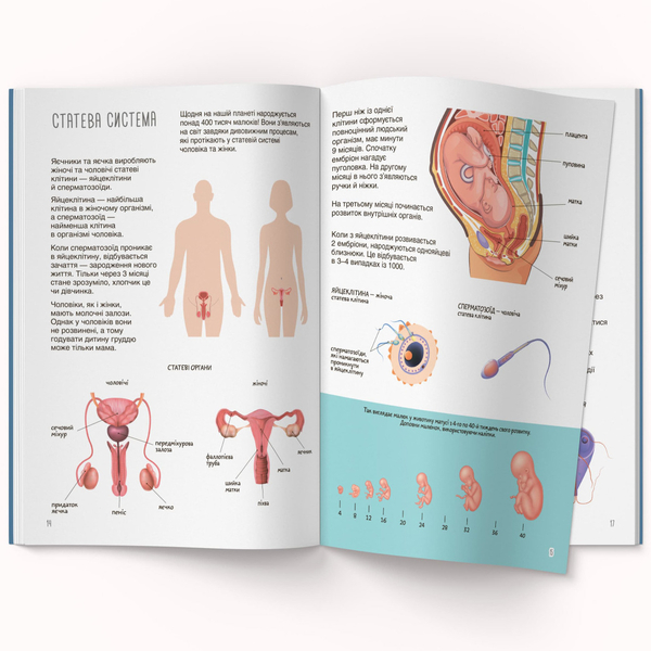 Книжка з наліпками. Тіло людини (F00027785) - Pampik - 4