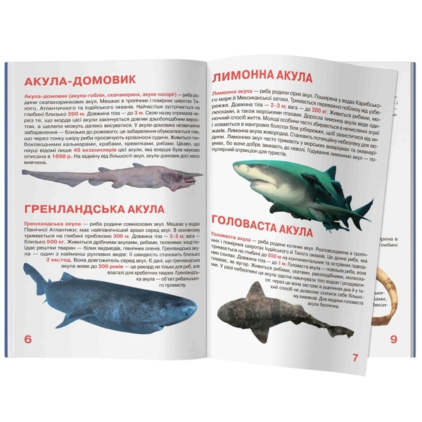 Світ навколо нас. Велика книжка. Акули (F00018784) - Pampik - 5